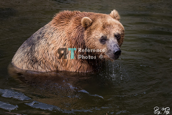 Brown Bear