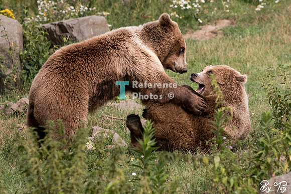 Brown Bear