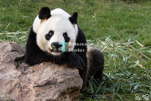 Giant panda