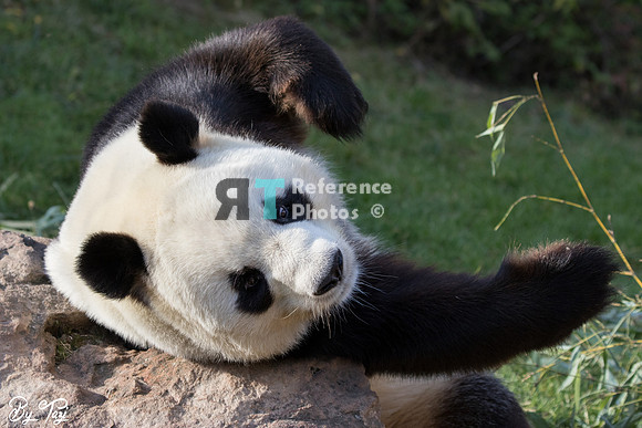 Giant panda