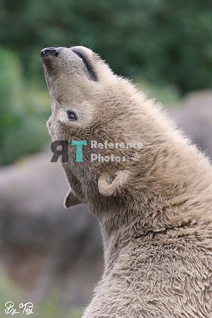 Polar Bear