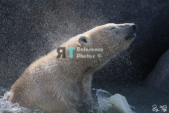 Polar Bear