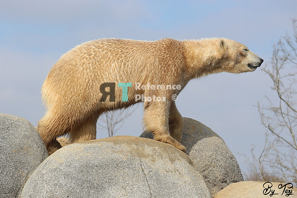 Polar Bear