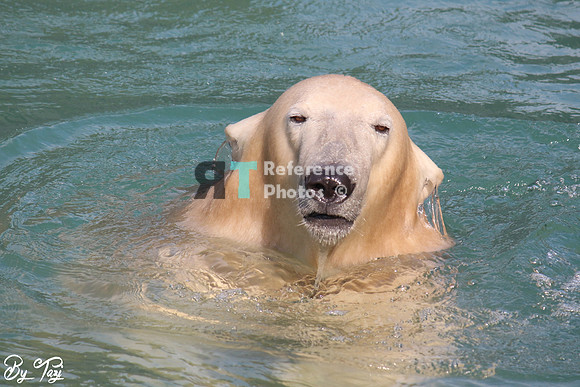 Polar Bear
