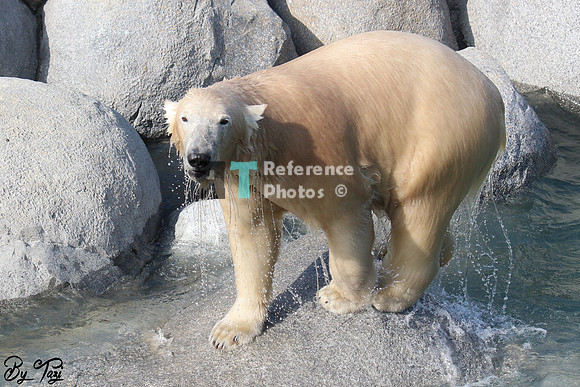 Polar Bear