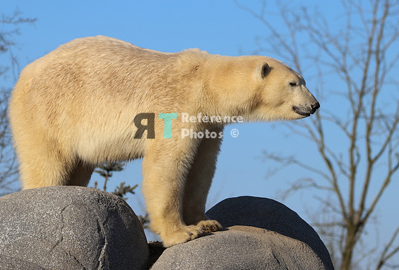 Polar Bear