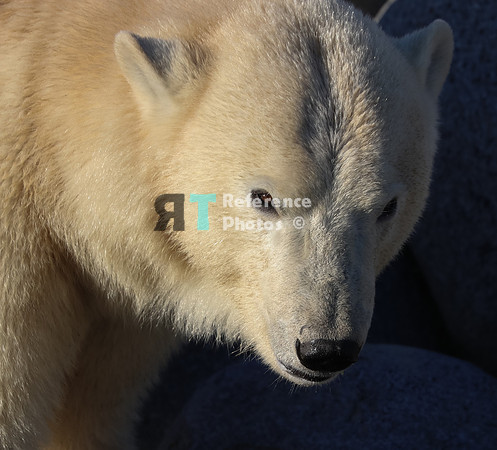 Polar Bear