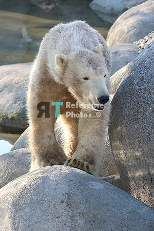 Polar Bear