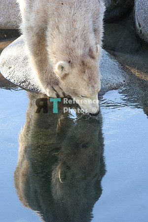 Polar Bear