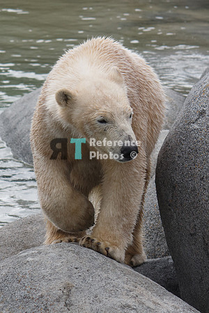 Polar Bear