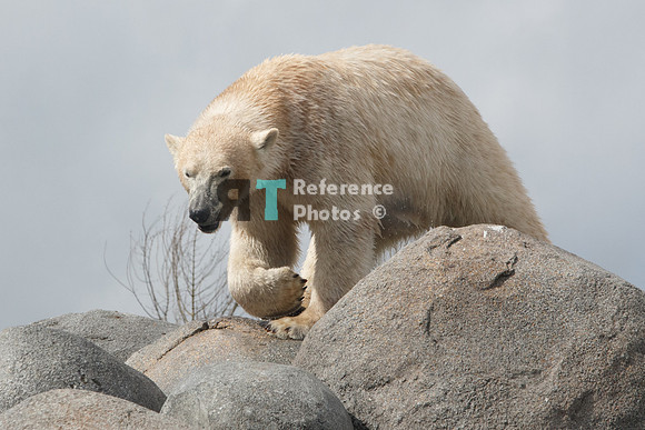 Polar Bear