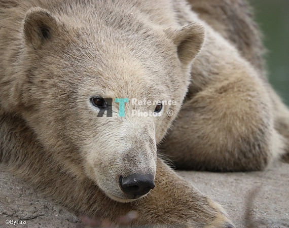 Polar Bear relaxing