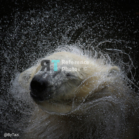 Polar Bear shaking it off