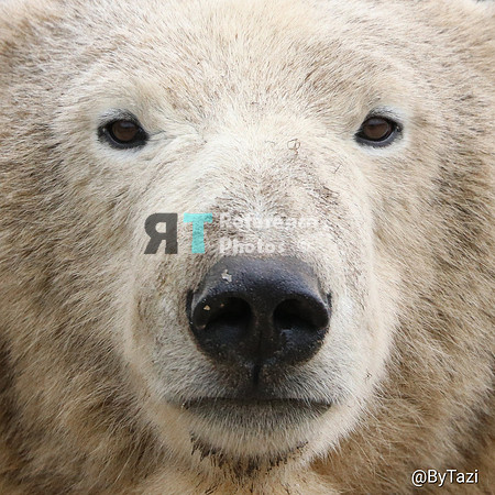 Polar Bear close up