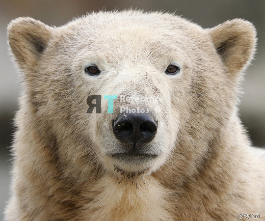 Polar Bear portrait