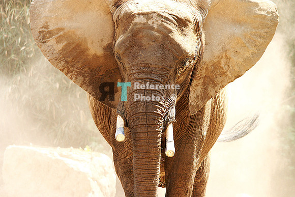 African elephant