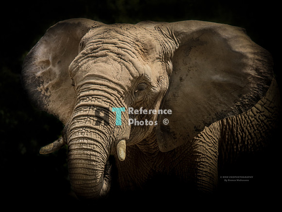 African elephant