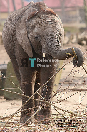 African elephant