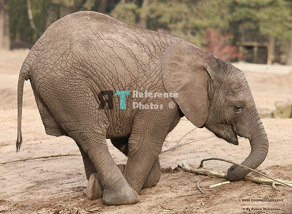 African elephant
