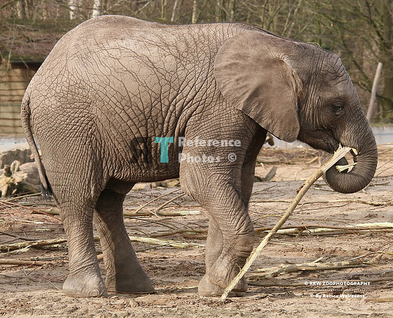 African elephant