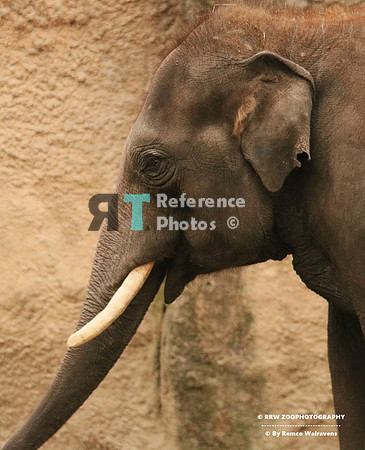 1 Olifant 1