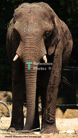 1 olifant