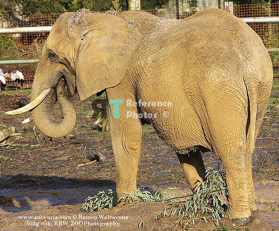 African elephant