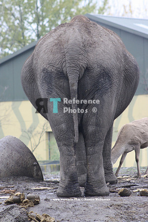 1 olifant
