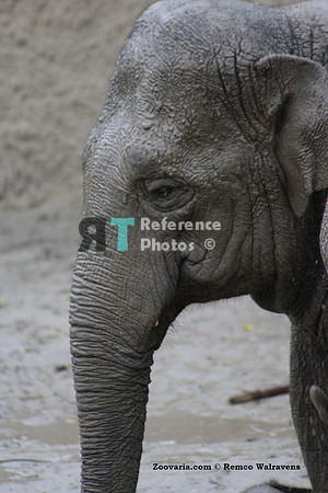 1 Olifant 1