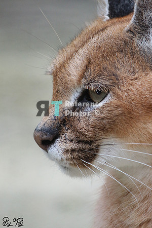 Caracal