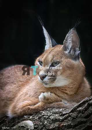 Caracal