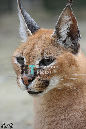 Caracal