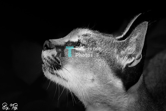 Caracal