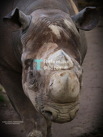 Rhino