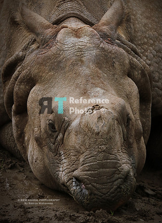 Indian rhino