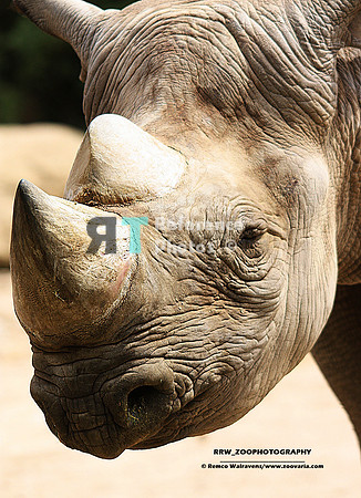 Black rhino