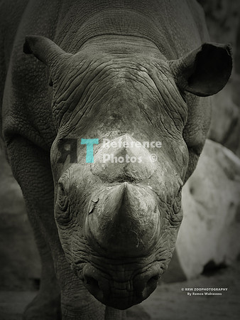 Black rhino