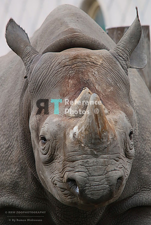 Black rhino