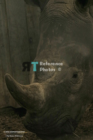 rhino