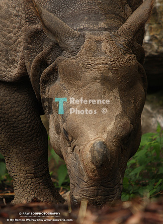 Indian rhino