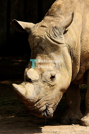 White rhino