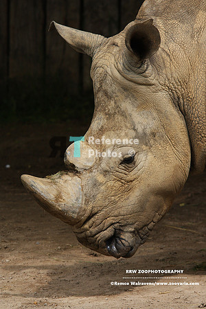 White rhino