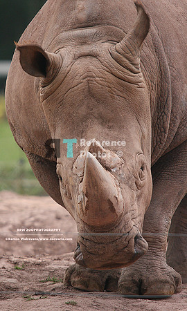 White rhino