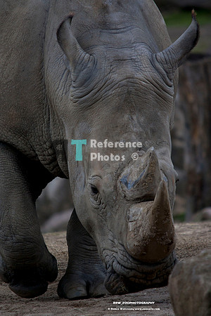 1 Neushoorn