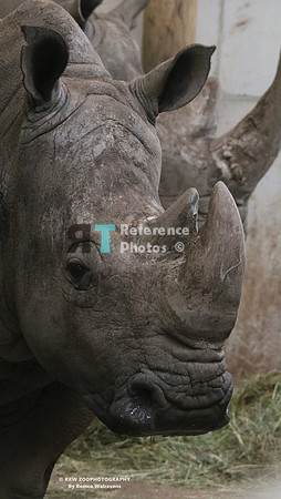 White rhino