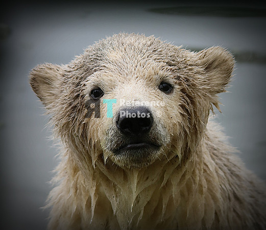 Polar bear cub