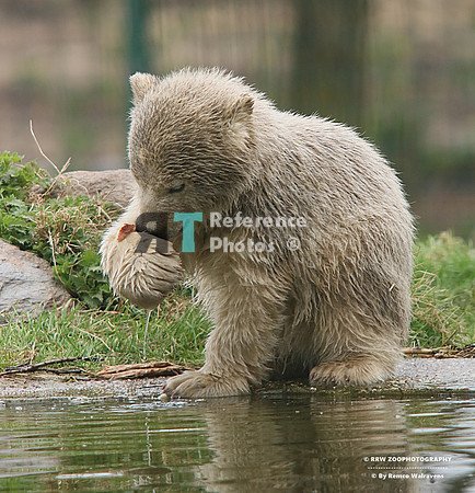 Polar bear cub