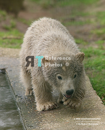 Polar bear cub