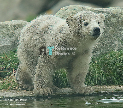 Polar bear cub