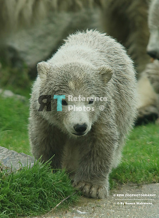 Polar bear cub